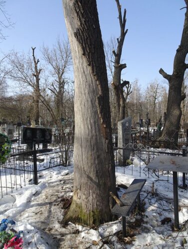 Понівечена пам&#8217;ять: бучанські комунальники обіцяють відшкодувати наслідки кронування на кладовищі