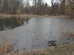 Нечистоти чи водорості: громада Ворзеля стривожена станом озера