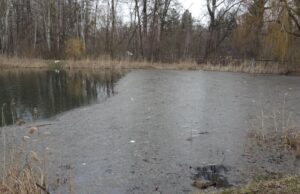 Нечистоти чи водорості: громада Ворзеля стривожена станом озера