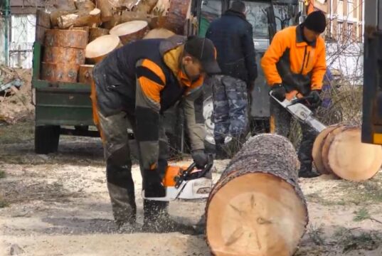 В Ірпені на території садочка «Віночок» нищать вікові сосни