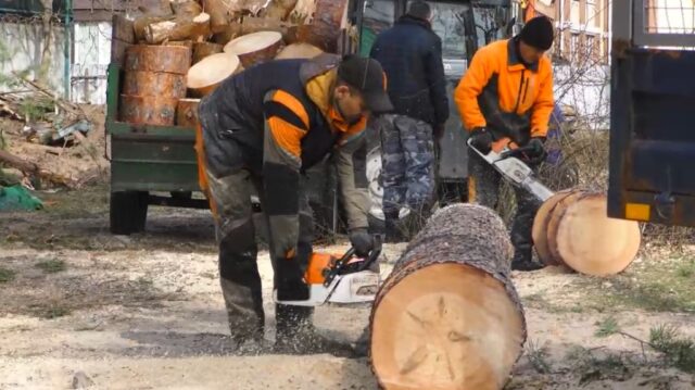 В Ірпені на території садочка «Віночок» нищать вікові сосни