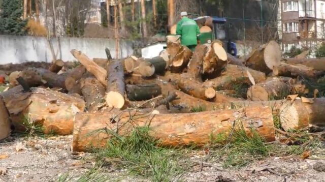 В Ірпені на території садочка «Віночок» нищать вікові сосни