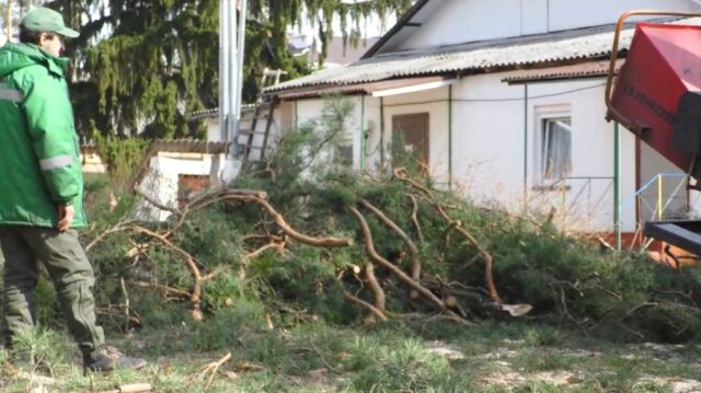 В Ірпені на території садочка «Віночок» нищать вікові сосни