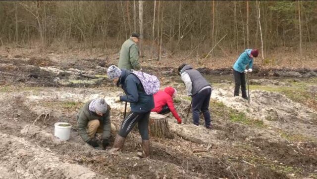 Одні вирубують – інші висаджують: екологічна акція в Ірпінському лісництві