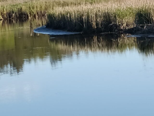 Різко упав рівень води: забудовники нищать річку Ірпінь