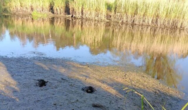 Збори рибалок: не дозволимо забудовникам перетворити річку Ірпінь на стічну канаву!