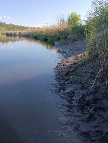 Різко упав рівень води: забудовники нищать річку Ірпінь